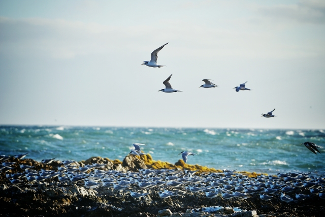 danish magazine template